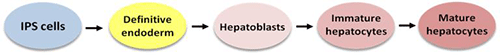 fig_1_pluripotent_hepatocytes_web_ny_str2.gif