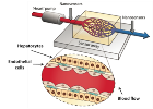 /-/media/sites/nanobio4trans/projects/technology_development/development_of_culture_conditions/fig2a_co_culture_of_hepatocytes_web.png